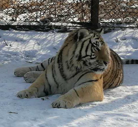 Harbin Siberia Tiger park 